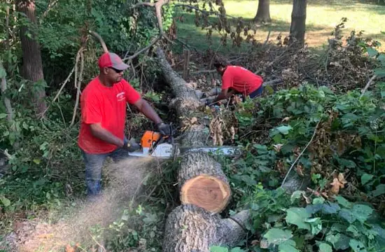 Tree Removal for Alton, Godfrey, Bethalto, & Wood River