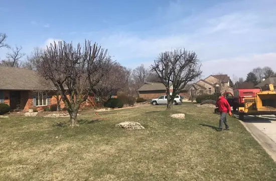 Tree Trimming and Pruning for Alton, Godfrey, Bethalto, & Wood River