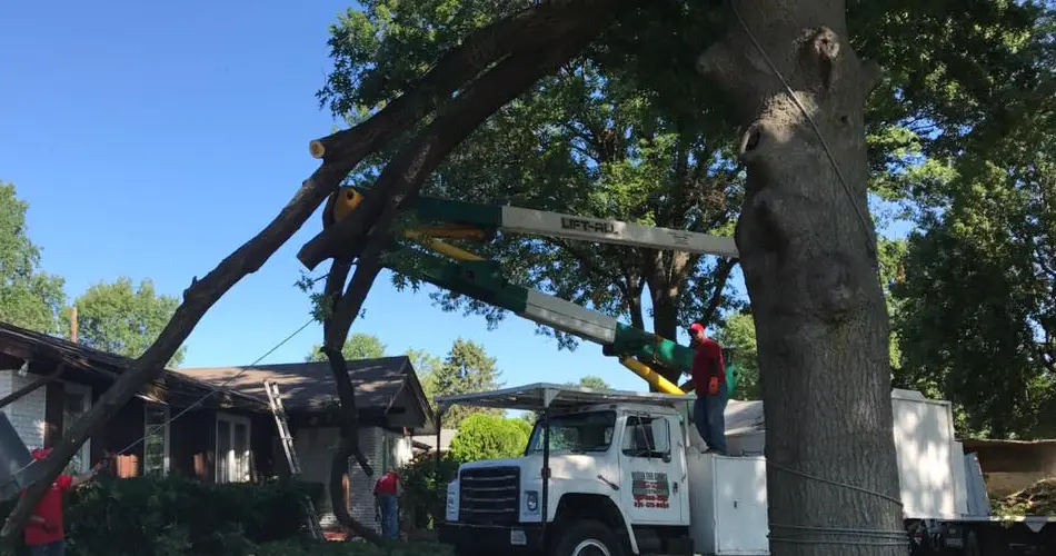 Tree Service in Alton IL