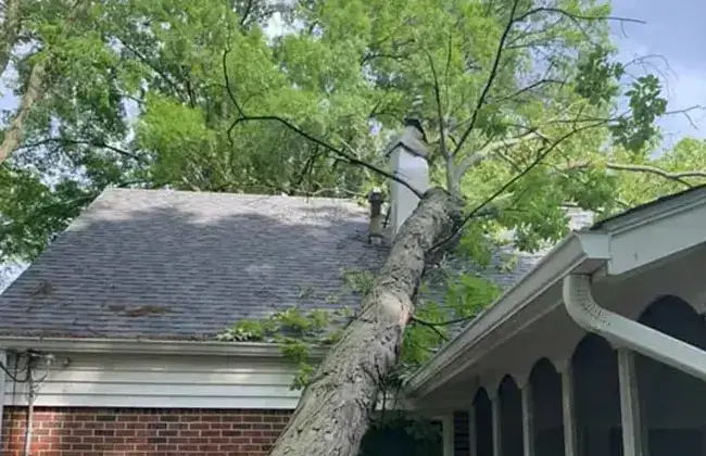 Tree Services and Care in Alton IL