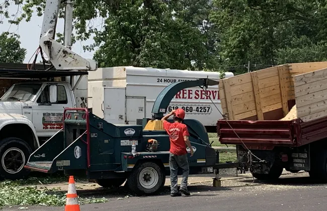 Tree Removal in Alton IL