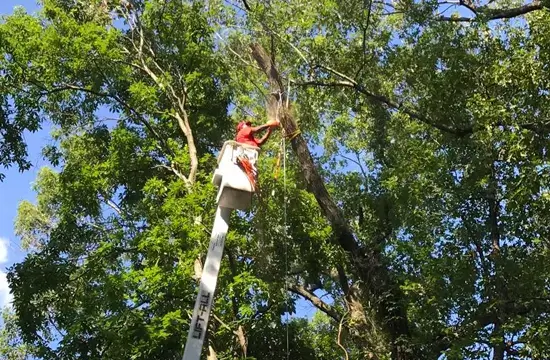 Tree Services in Bethalto, IL
