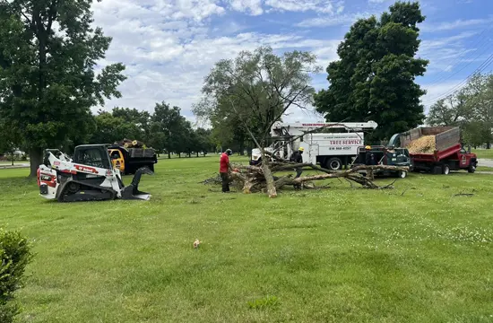 Why Bethalto Homeowners Choose Wilson Tree Outdoor Services